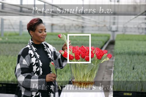 Spierdijk 19 januari 2021
Edsilia Rombley doopt haar eigen tulp de Edsilia