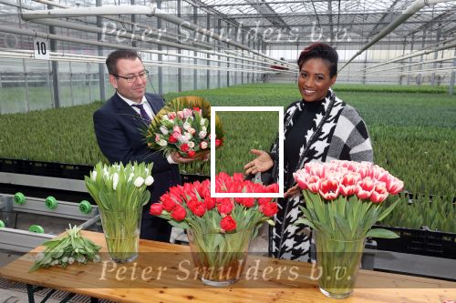 Spierdijk 19 januari 2021
Edsilia Rombley doopt haar eigen tulp de Edsilia