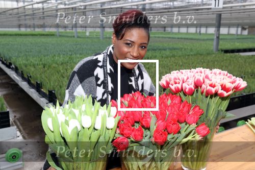 Spierdijk 19 januari 2021
Edsilia Rombley doopt haar eigen tulp de Edsilia