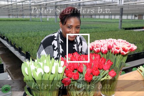 Spierdijk 19 januari 2021
Edsilia Rombley doopt haar eigen tulp de Edsilia