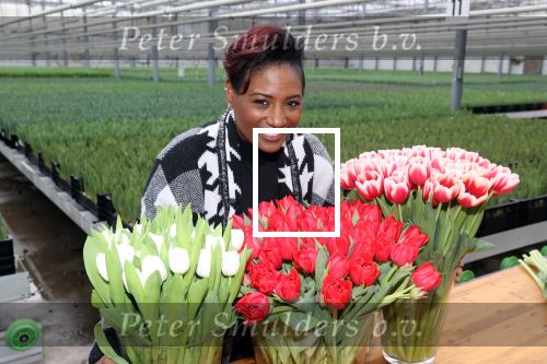 Spierdijk 19 januari 2021
Edsilia Rombley doopt haar eigen tulp de Edsilia