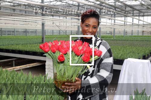 Spierdijk 19 januari 2021
Edsilia Rombley doopt haar eigen tulp de Edsilia