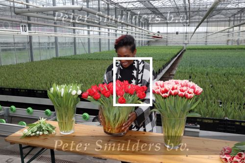 Spierdijk 19 januari 2021
Edsilia Rombley doopt haar eigen tulp de Edsilia