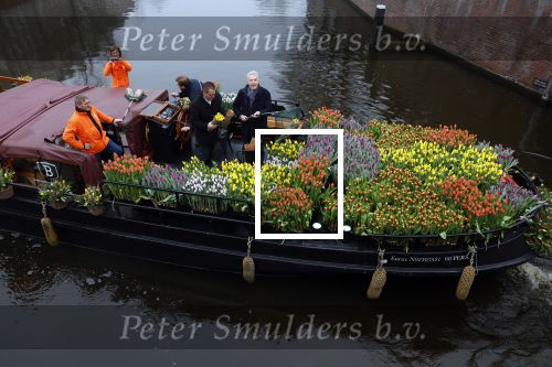 Amsterdam 15 januari 2021
Andre v Duin doopt zijn tulp in de westertoren en gaat daarna op een grote boot tulpen uitdelen op de grachten van Amsterdam.