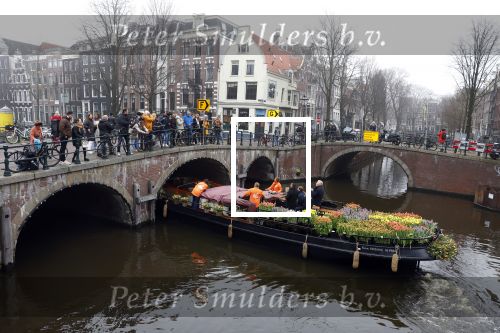 Amsterdam 15 januari 2021
Andre v Duin doopt zijn tulp in de westertoren en gaat daarna op een grote boot tulpen uitdelen op de grachten van Amsterdam.
