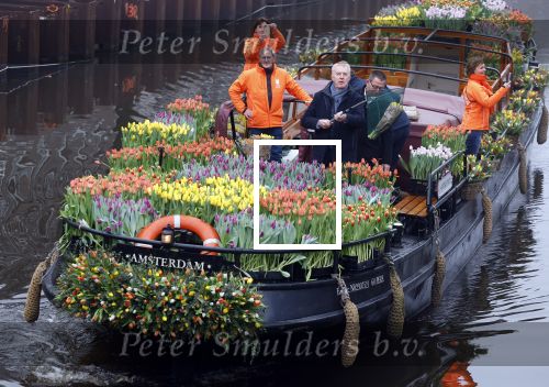 Amsterdam 15 januari 2021
Andre v Duin doopt zijn tulp in de westertoren en gaat daarna op een grote boot tulpen uitdelen op de grachten van Amsterdam.