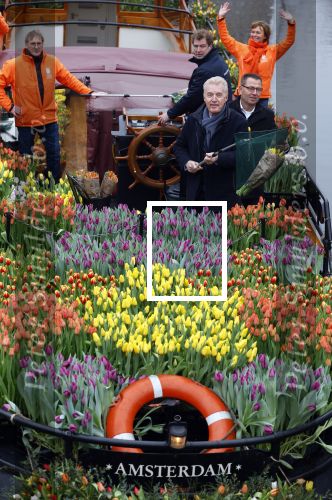 Amsterdam 15 januari 2021
Andre v Duin doopt zijn tulp in de westertoren en gaat daarna op een grote boot tulpen uitdelen op de grachten van Amsterdam.