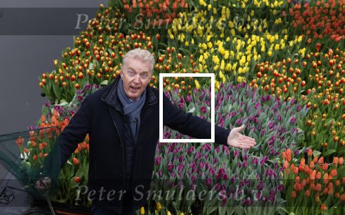 Amsterdam 15 januari 2021
Andre v Duin doopt zijn tulp in de westertoren en gaat daarna op een grote boot tulpen uitdelen op de grachten van Amsterdam.