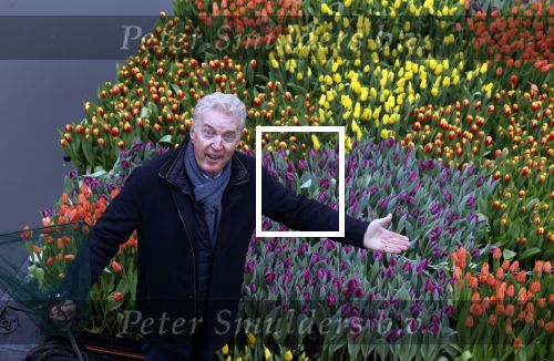 Amsterdam 15 januari 2021
Andre v Duin doopt zijn tulp in de westertoren en gaat daarna op een grote boot tulpen uitdelen op de grachten van Amsterdam.