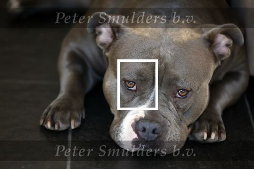 Apeldoorn 2 februari 2022
Andy v d Meyde op straat en met zijn hond