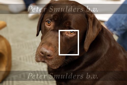 Leeuwarden 9 februari 2022
Rogier Smit in zijn nieuwe huis met zijn hond brownie