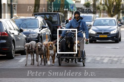 Amsterdam 8 februari 2022
Hondenuitlaatservice in amsterdam zuid