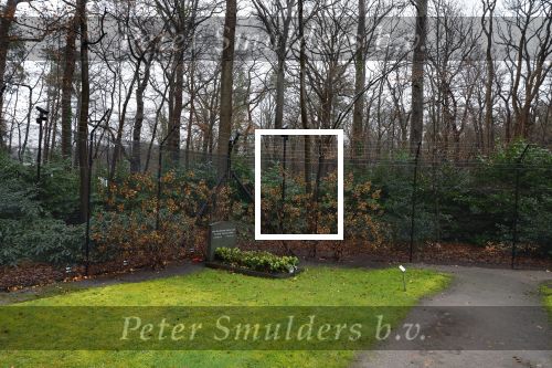 Lage Vuursche 31 januari 2022
Het graf van Prins Friso naast kasteel Drackensteyn