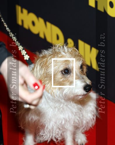 Amsterdam 6 januari 2025
Premiere Hond en ik in het vondelparkpaviljoen . Hoofdrolspeler Pepper