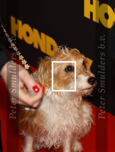 Amsterdam 6 januari 2025
Premiere Hond en ik in het vondelparkpaviljoen . Hoofdrolspeler Pepper
