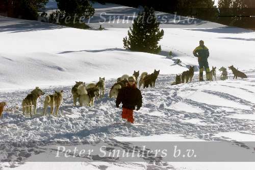 Spanje 26 December 1998
husky honden met slee in de sneeuw
wintersport