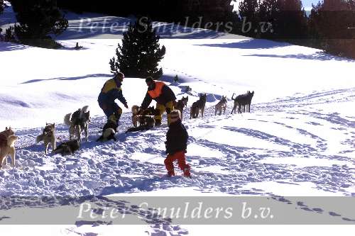 Spanje 26 December 1998
husky honden met slee in de sneeuw
wintersport