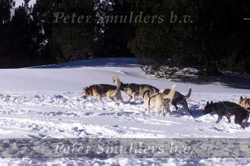 Spanje 26 December 1998
husky honden met slee in de sneeuw
wintersport