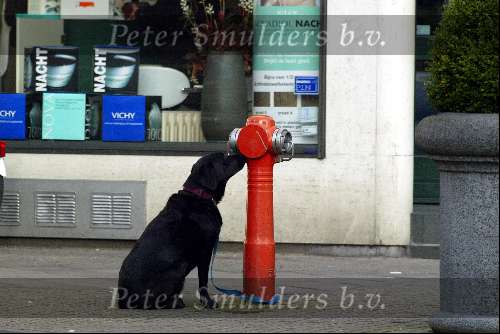 Amsterdam 13  februari 2003
Roos ten brink met hond