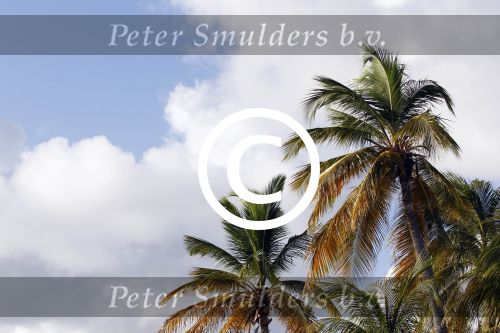 Curacao 5 januari 2011
Hotspots in Curacao. Palmbomen
Peter Smulders bv