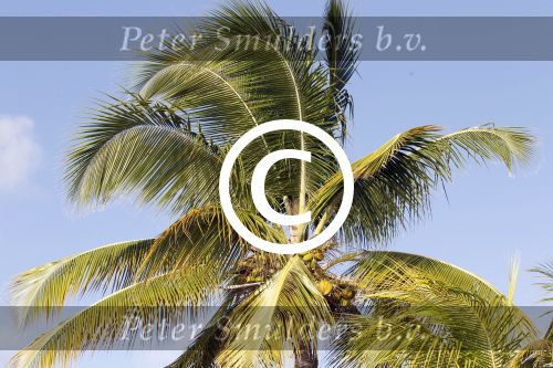 Curacao 5 januari 2011
Hotspots in Curacao. Palmbomen
Peter Smulders bv