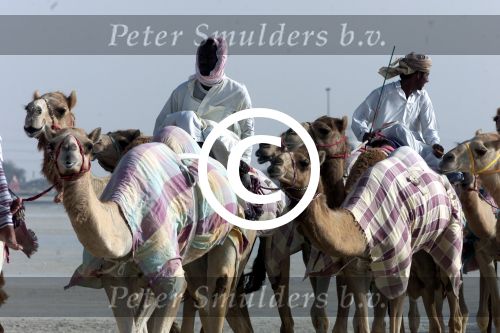 Nad Al Sheba Golfclub
Dubai 8 mei 2001
Kamelendrijvers


PETER SMULDERS BV