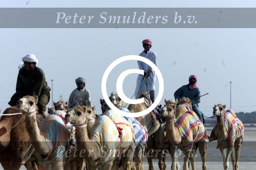Nad Al Sheba Golfclub
Dubai 8 mei 2001
Kamelendrijvers


PETER SMULDERS BV