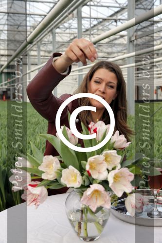 Spierdijk 17 januari 2013
Doop tulp Merel Delight vernoemd naar presentatrice Merel Westrik.
Peter Smulders bv