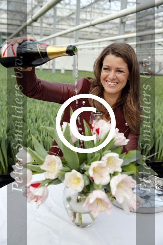 Spierdijk 17 januari 2013
Doop tulp Merel Delight vernoemd naar presentatrice Merel Westrik.
Peter Smulders bv