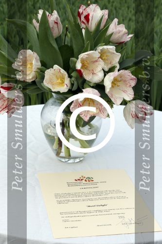 Spierdijk 17 januari 2013
Doop tulp Merel Delight vernoemd naar presentatrice Merel Westrik.
Peter Smulders bv