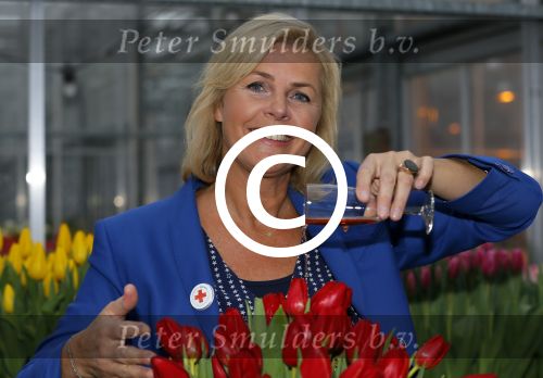 Lisse 15 januari 2015
Irene Moors doopt de rode kruis tulp.