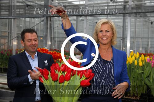 Lisse 15 januari 2015
Irene Moors doopt de rode kruis tulp.
