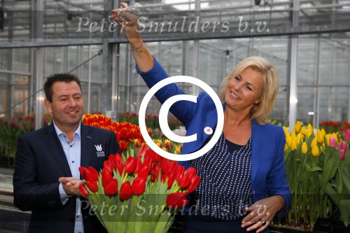 Lisse 15 januari 2015
Irene Moors doopt de rode kruis tulp.