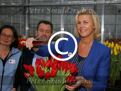 Lisse 15 januari 2015
Irene Moors doopt de rode kruis tulp.