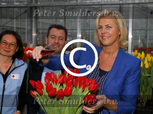 Lisse 15 januari 2015
Irene Moors doopt de rode kruis tulp.