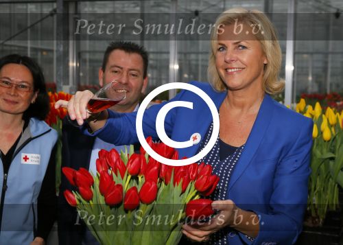 Lisse 15 januari 2015
Irene Moors doopt de rode kruis tulp.