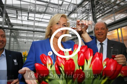 Lisse 15 januari 2015
Irene Moors doopt de rode kruis tulp.