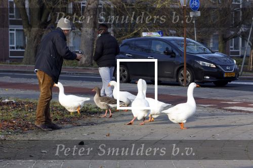 Amsterdam 22 december 2021
Ganzen op straat .