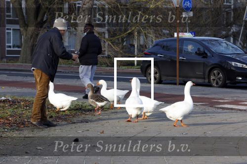 Amsterdam 22 december 2021
Ganzen op straat .