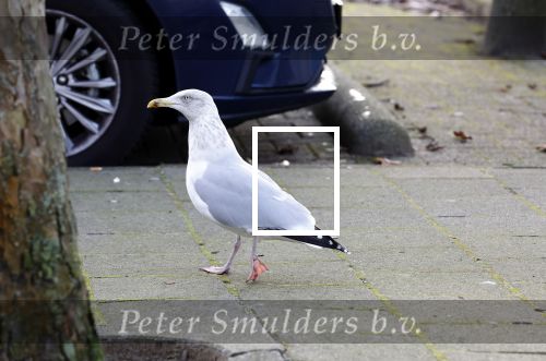 Amsterdam 22 december 2021
Meeuw op auto