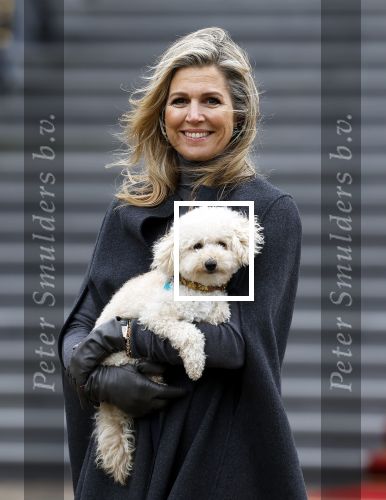 Den Haag 22 december 2023
Fotouurtje met Koning Willem Alexander Koningin Maxima Prinses Amalia Prinses Alexia Prinses Ariane en hun hondje Mambo bij Huis ten Bosch .