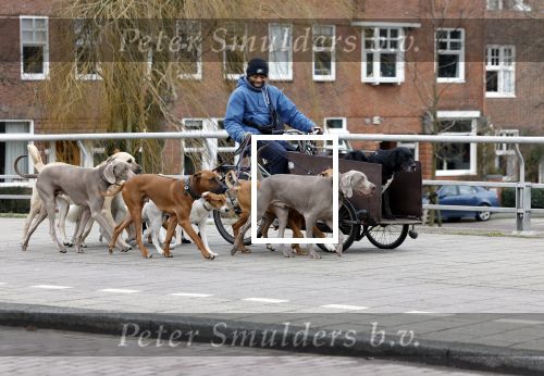 Amsyterdam 31 januari 2014
Honden fluisteraar in Amsterdam zuid