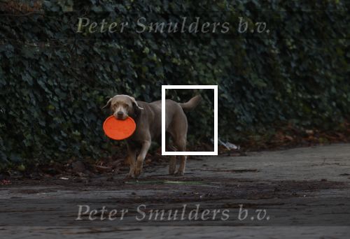 Amsterdam 19 december 2024
Prins maurits en zijn hond doen boodschappen in Amsterdam zuid en ga via het vondelpark naar huis .