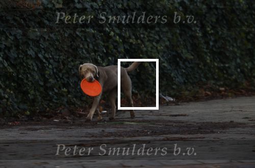 Amsterdam 19 december 2024
Prins maurits en zijn hond doen boodschappen in Amsterdam zuid en ga via het vondelpark naar huis .