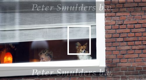 Amsterdam 9 december 2025
Tatjana arriveert bijn haar huis . Haar hondje wacht op haar.