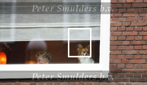 Amsterdam 9 december 2025
Tatjana arriveert bijn haar huis . Haar hondje wacht op haar.