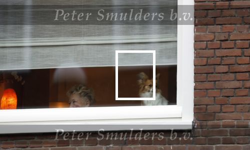 Amsterdam 9 december 2025
Tatjana arriveert bijn haar huis . Haar hondje wacht op haar.