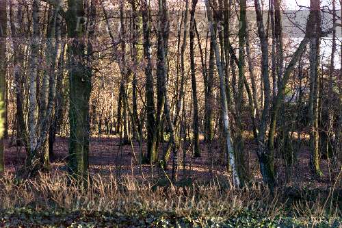 Eindhoven, 9 januari 1998
Herfst en winter in het bosje parijslaanlaan eindhoven