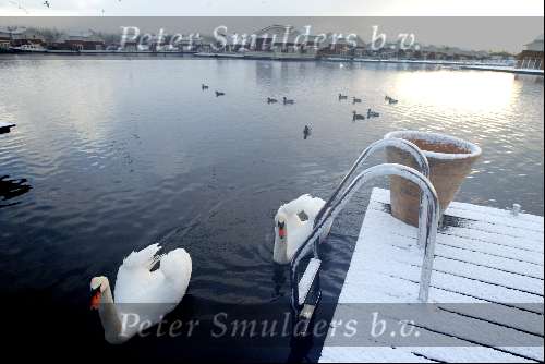 Vinkeveen 30 januari 2003
buitenborgh in de sneeuw winter Zwanen