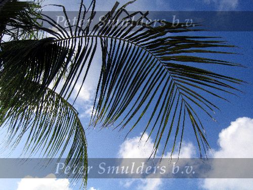 4 Januari 2005 Strand  Bonaire